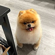 Hamachi is registered to the contest to win money with this photo: animal, bodypart, canine, cat, chow, cockerspaniel, dog, eskimodog, fox, indoors, interiordesign, mouth, papillon, person, pet, puppy, snout, tongue, whitedog, wood
