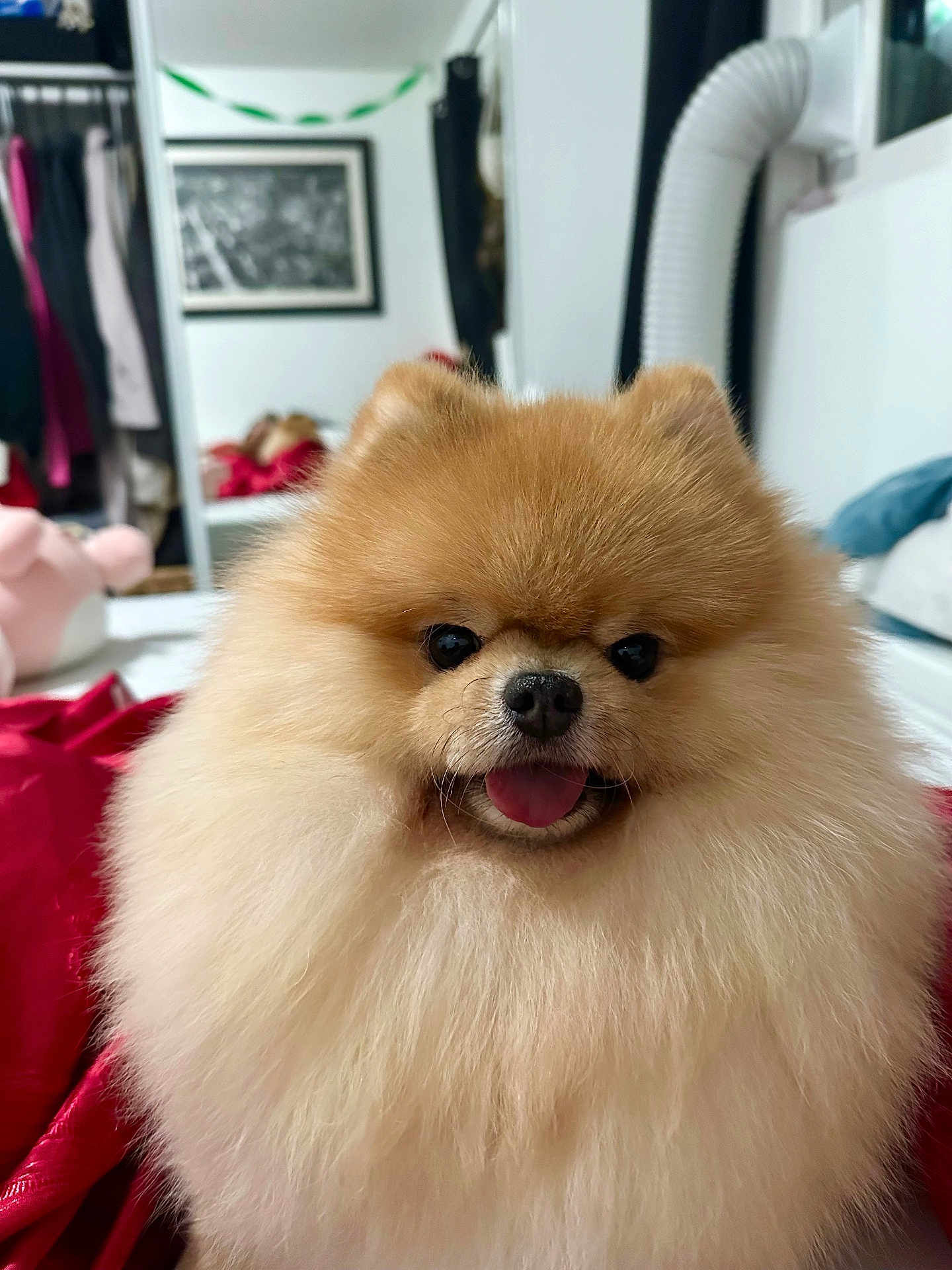 Hamachi is registered to the contest to win money with this photo: animal, bodypart, canine, chow, clothing, costume, dog, eskimodog, face, furniture, head, indoors, interiordesign, mouth, person, pet, photography, portrait, puppy, whitedog