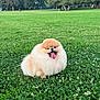 Hamachi joined the competition — help win amazing prizes! animal, canine, dog, face, field, grass, grassland, green, head, lawn, nature, outdoors, park, person, pet, photography, plant, portrait, puppy, vegetation