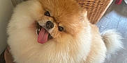 Hamachi joined the competition — help win amazing prizes! animal, basket, bodypart, canine, chow, cockerspaniel, dog, dogbed, eskimodog, face, head, indoors, interiordesign, mouth, person, pet, photography, portrait, puppy, teeth