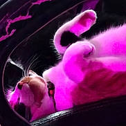 Queen Harvey joined the competition — help win amazing prizes! cat, animal, pet, relaxing, purple_light, indoor, fur, whiskers, paws, sleeping, cute, closeup, cozy, resting, collar, feline, soft, adorable, curled_paws, domestic_cat