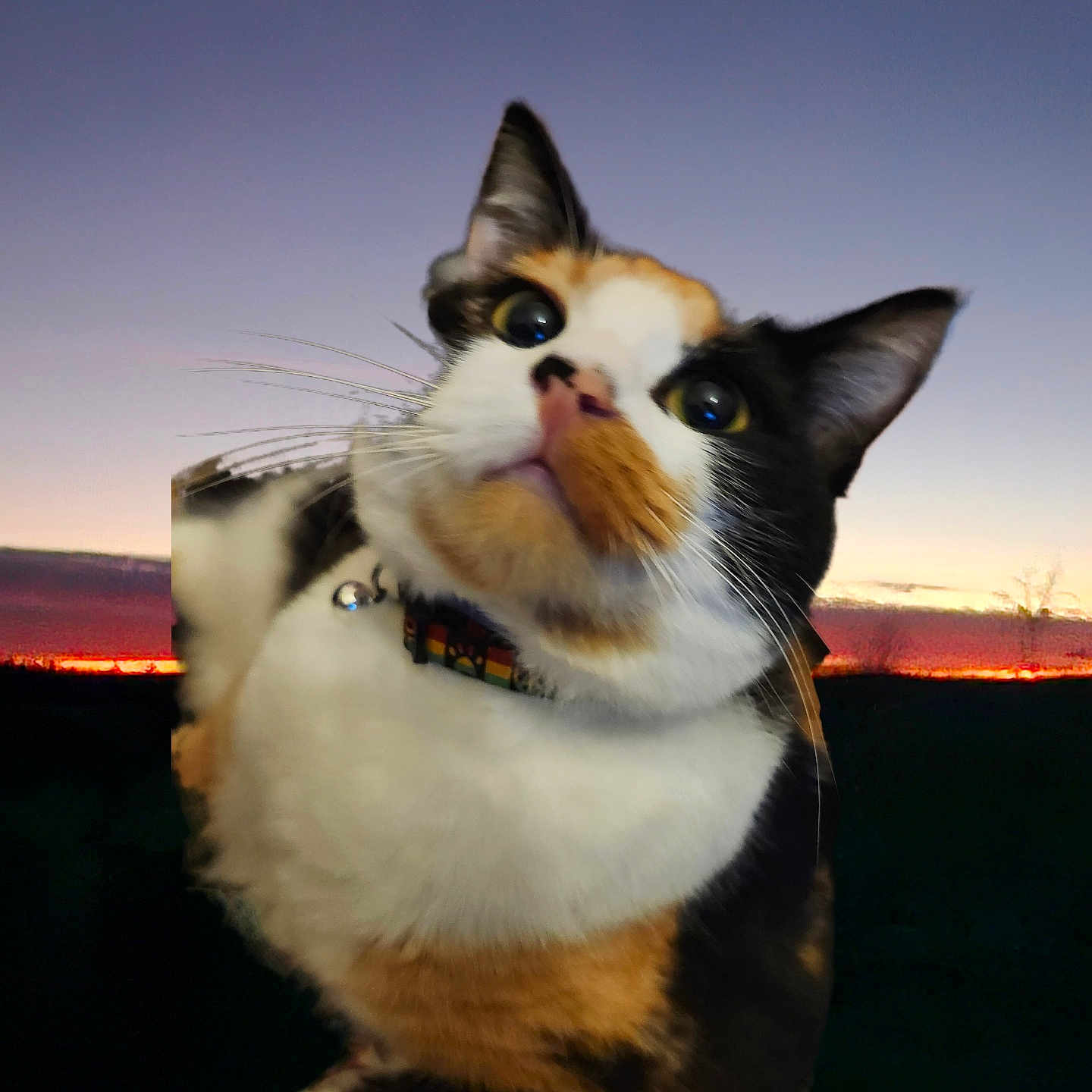 Queen Harvey joined the competition — help win amazing prizes! animal, calico, cat, close_up, collar, colorful, curious, domestic_cat, ears, evening, face, fur, nature, outdoor, pet, portrait, sky, sunset, twilight, whiskers