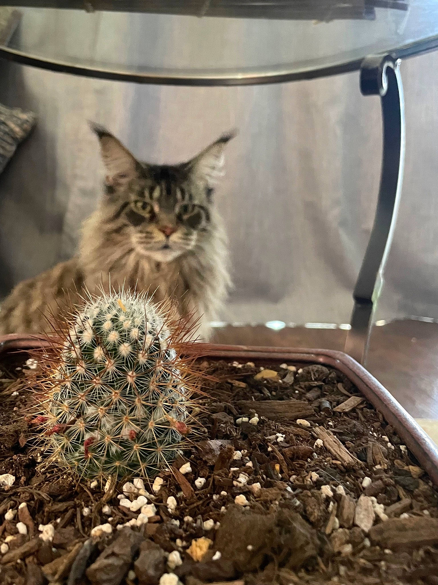 Lavender is registered to the contest to win money with this photo: _and_prickles, _spines, annual_plant, automotive_tire, carnivore, cat, domestic_short_haired_cat, felidae, flowerpot, fur, grass, houseplant, metal, plant, small_to_medium_sized_cats, soil, still_life_photography, terrestrial_animal, terrestrial_plant, thorns