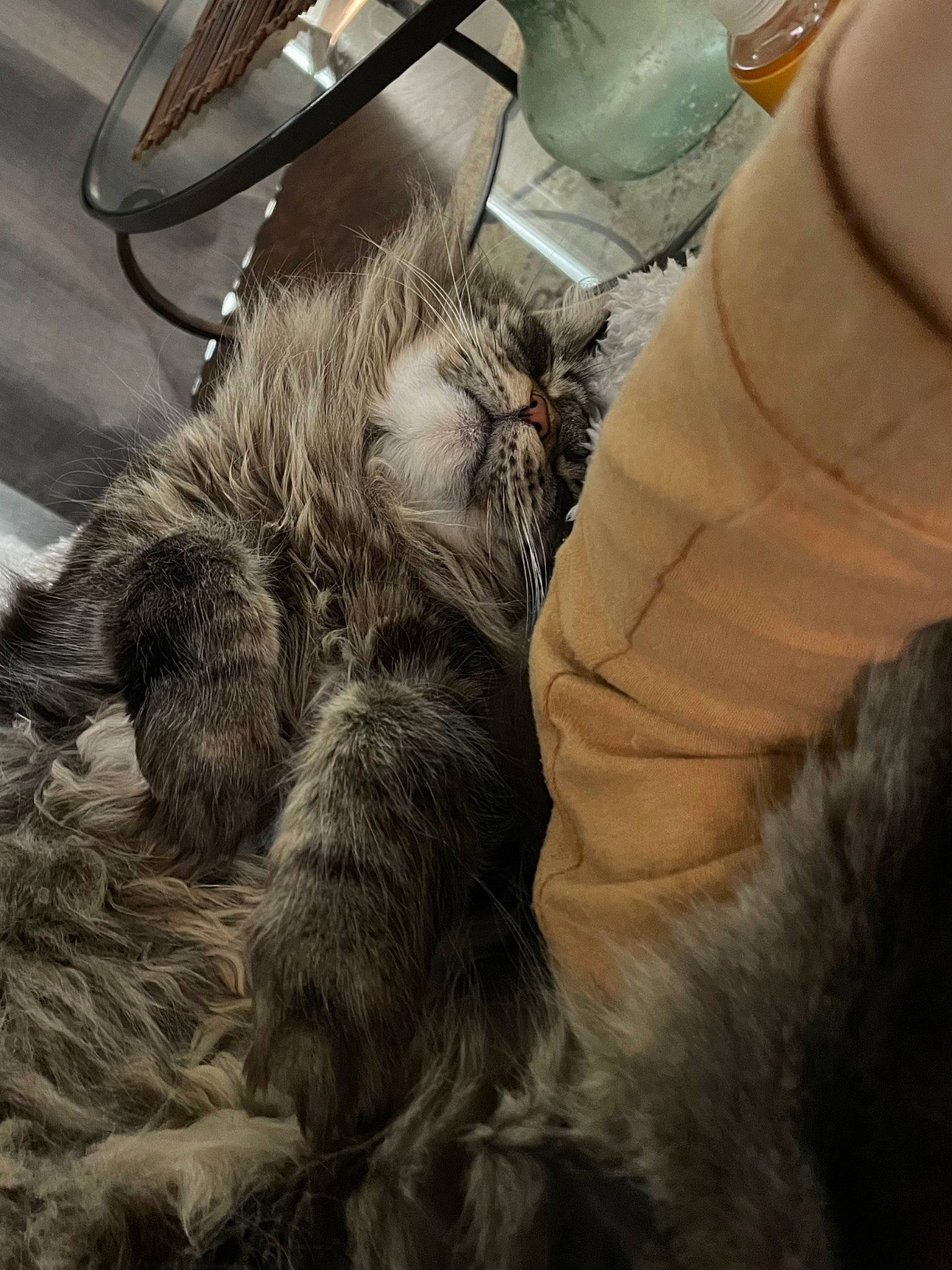 Lavender is registered to the contest to win money with this photo: bottle, canidae, carnivore, claw, cloud, comfort, companion_dog, dog_breed, felidae, fur, human_leg, metal, sky, small_to_medium_sized_cats, snout, sporting_group, tail, whiskers, wood, working_animal