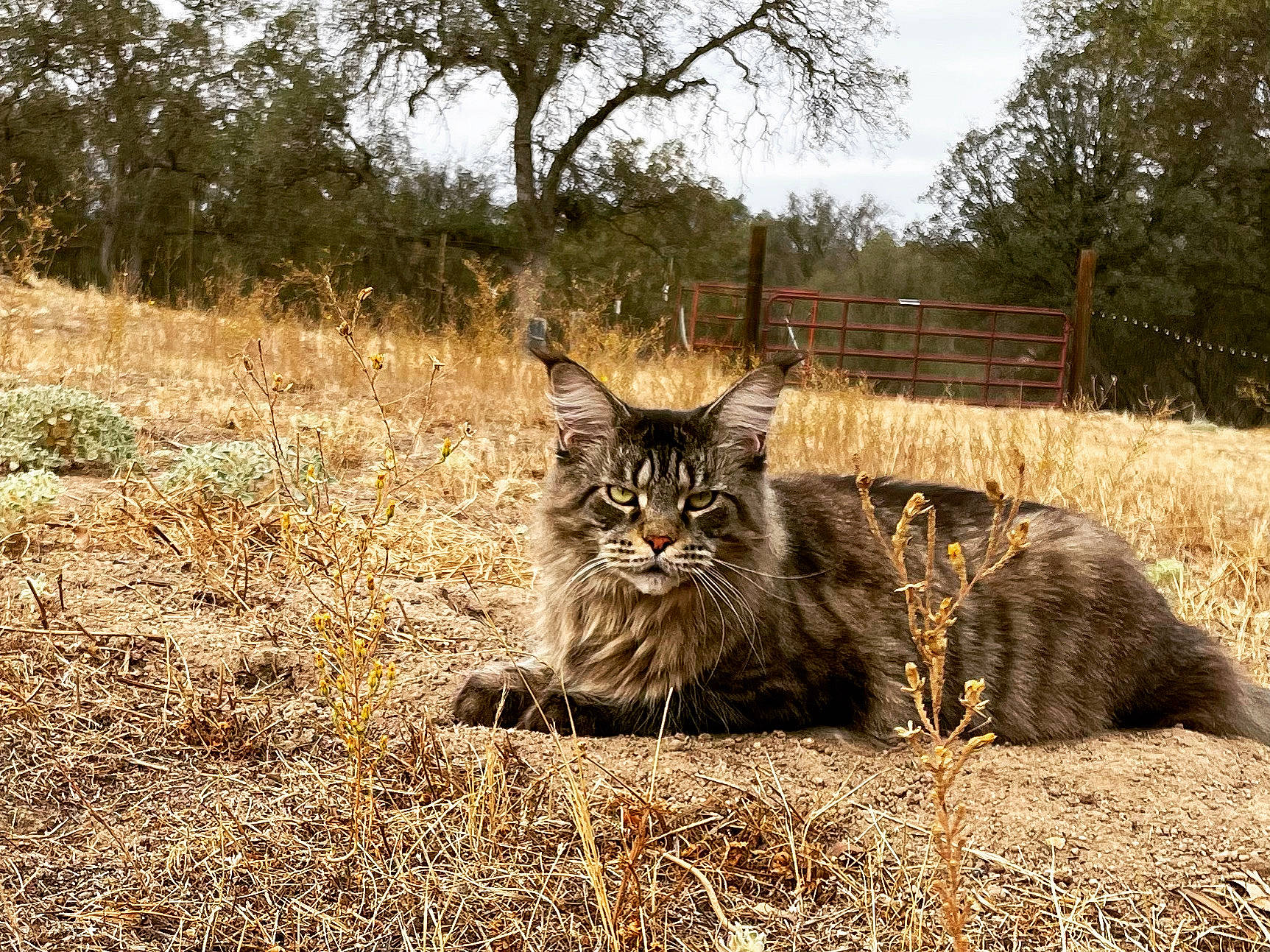 Lavender is registered to the contest to win money with this photo: carnivore, cat, domestic_short_haired_cat, felidae, fur, grass, grassland, landscape, lynx, plant, sky, small_to_medium_sized_cats, snout, soil, tail, terrestrial_animal, tree, whiskers, wilderness, wood