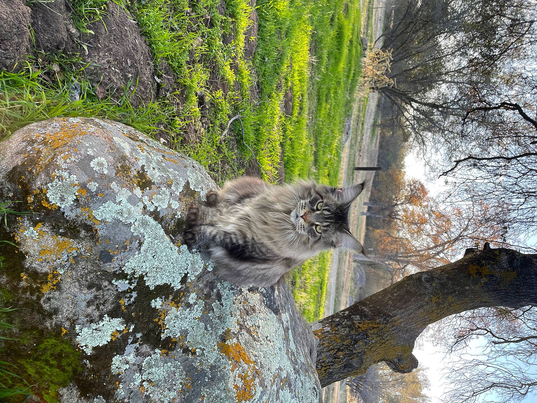 Lavender joined the competition — help win amazing prizes! bedrock, carnivore, cat, felidae, forest, grass, nature_reserve, outcrop, plant, small_to_medium_sized_cats, snout, tail, terrestrial_animal, tree, trunk, twig, vegetation, water, whiskers, wood