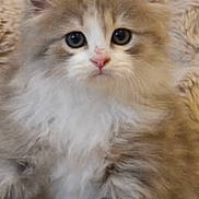 Aby a rejoint le concours — aidez-le/la à gagner de superbes lots ! kitten, cat, fluffy, cute, pet, animal, furry, close_up, indoors, soft, cozy, young, adorable, face, whiskers, ears, nose, resting, comfort, feline