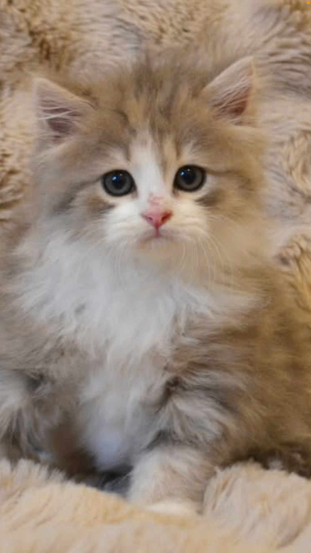 Aby a rejoint le concours — aidez-le/la à gagner de superbes lots ! kitten, cat, fluffy, cute, pet, animal, furry, close_up, indoors, soft, cozy, young, adorable, face, whiskers, ears, nose, resting, comfort, feline