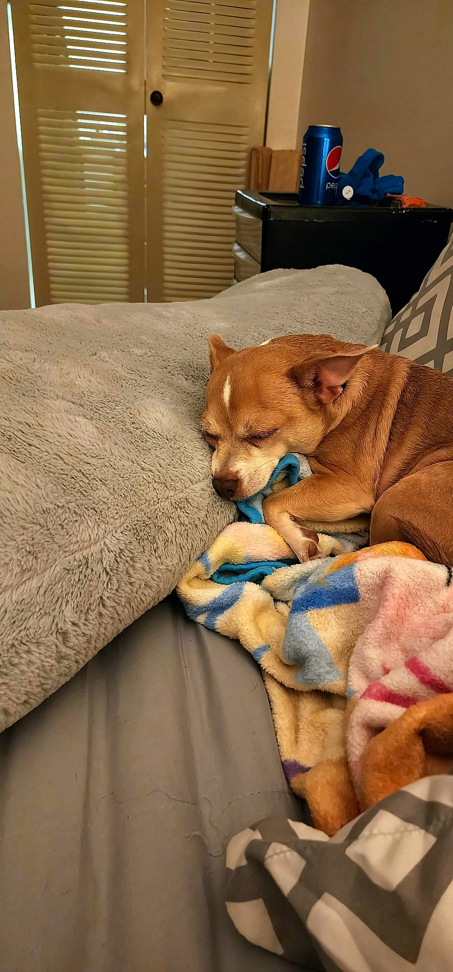 Zora joined the competition — help win amazing prizes! animal, bed, bedroom, blanket, bulldog, canine, couch, dog, furniture, homedecor, hound, indoors, interiordesign, linen, person, pet, puppy, quilt, room, sleeping