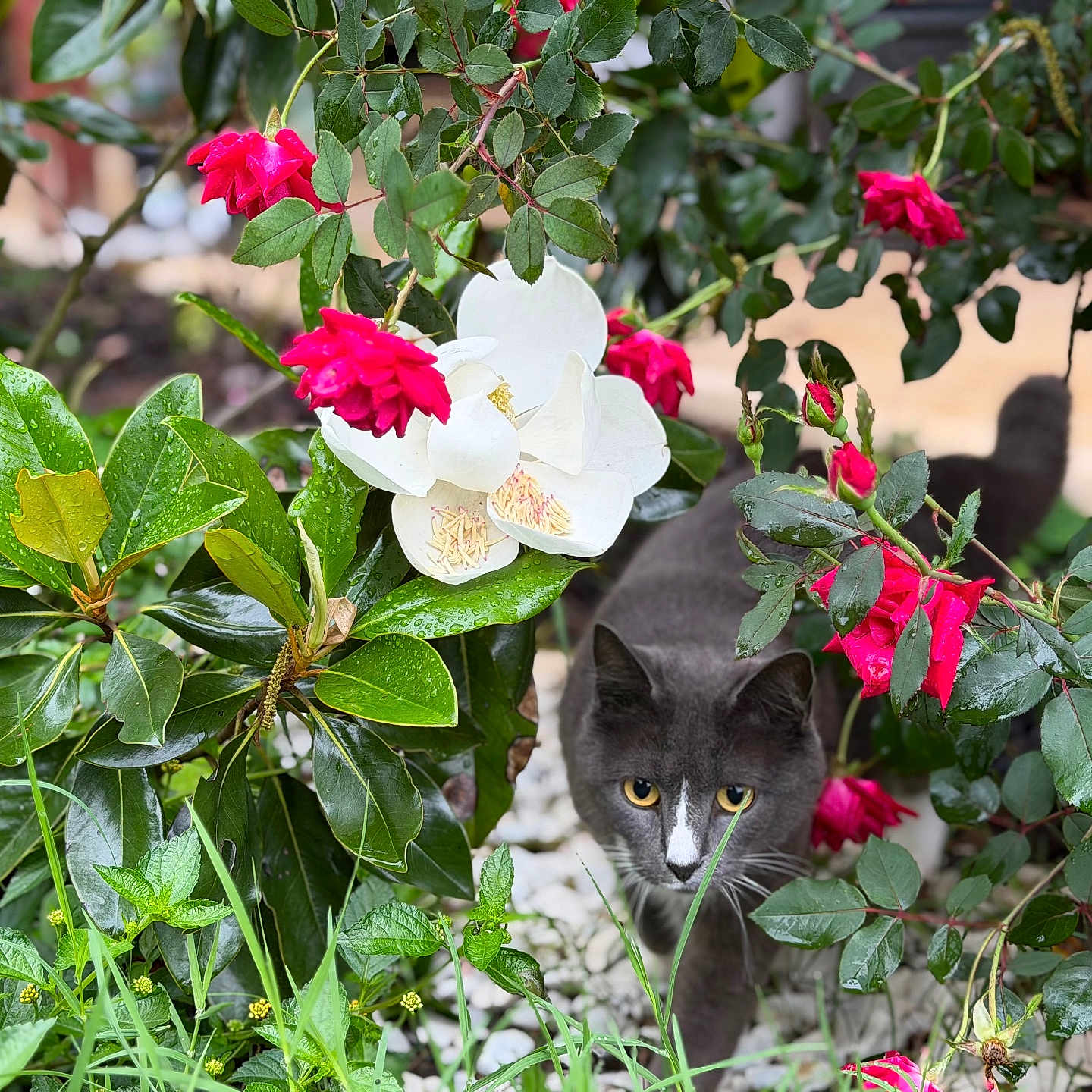 Lilly joined the competition — help win amazing prizes! cat, gray_cat, flowers, red_flowers, white_flower, green_leaves, garden, plants, foliage, nature, outdoor, pet, animal, grass, bush, closeup, wildlife, spring, summer, curious
