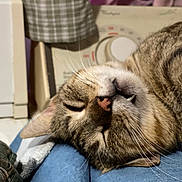 Nicky is registered to the contest to win money with this photo: cat, tabby_cat, sleeping, whiskers, fang, pink_nose, close_up, pet, indoor, appliance, washing_machine, dial_knob, fabric, blanket, plaid, denim, cozy, nap, portrait, fur