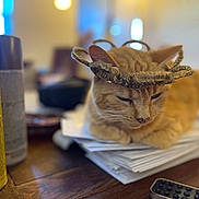 Ginger joined the competition — help win amazing prizes! cat, ginger_cat, pet, hat, stack_of_papers, table, wood_table, spray_can, can, remote_control, indoor, bokeh, shallow_depth_of_field, cozy, closeup, sleepy, domestic, accessory, blurred_background, living_room