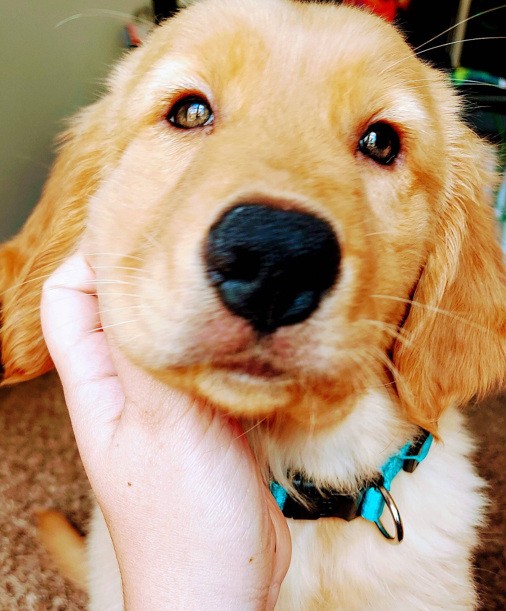 Kyoto is registered to the contest to win money with this photo: canidae, carnivore, companion_dog, dog, dog_breed, fawn, fur, golden_retriever, mammal, nose, paw, photography, puppy, puppy_love, rare_breed_dog, retriever, snout, sporting_group, vertebrate, whiskers