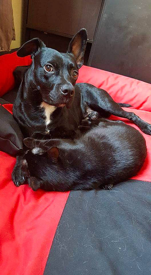 Viano a rejoint le concours — aidez-le/la à gagner de superbes lots ! canidae, carnivore, comfort, companion_dog, dog, dog_breed, ear, fawn, fur, grey, guard_dog, liver, non_sporting_group, paw, snout, sporting_group, terrestrial_animal, toy_dog, whiskers, working_animal