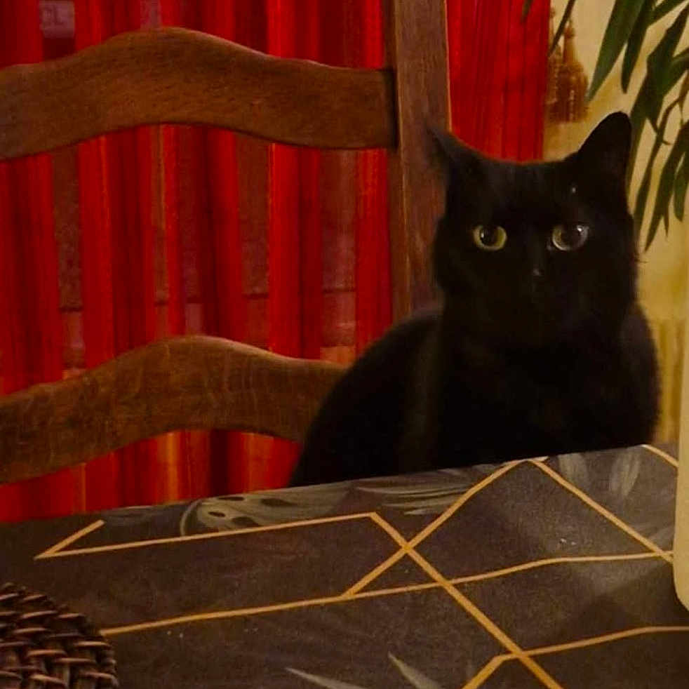 Luna a rejoint le concours — aidez-le/la à gagner de superbes lots ! animal, black_cat, cat, chair, cozy, curious, decor, domestic_cat, feline, green_plant, home_interior, indoor, pet, plant, red_curtain, shadow, sitting, table, tablecloth, wooden_chair