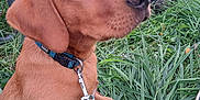 Aïko participe au concours pour gagner de l'argent avec cette photo : dog, leash, collar, grass, outdoor, backpack, person, shoe, nature, pet, canine, field, greenery, animal, closeup, sitting, brown_dog, daylight, casual, adventure