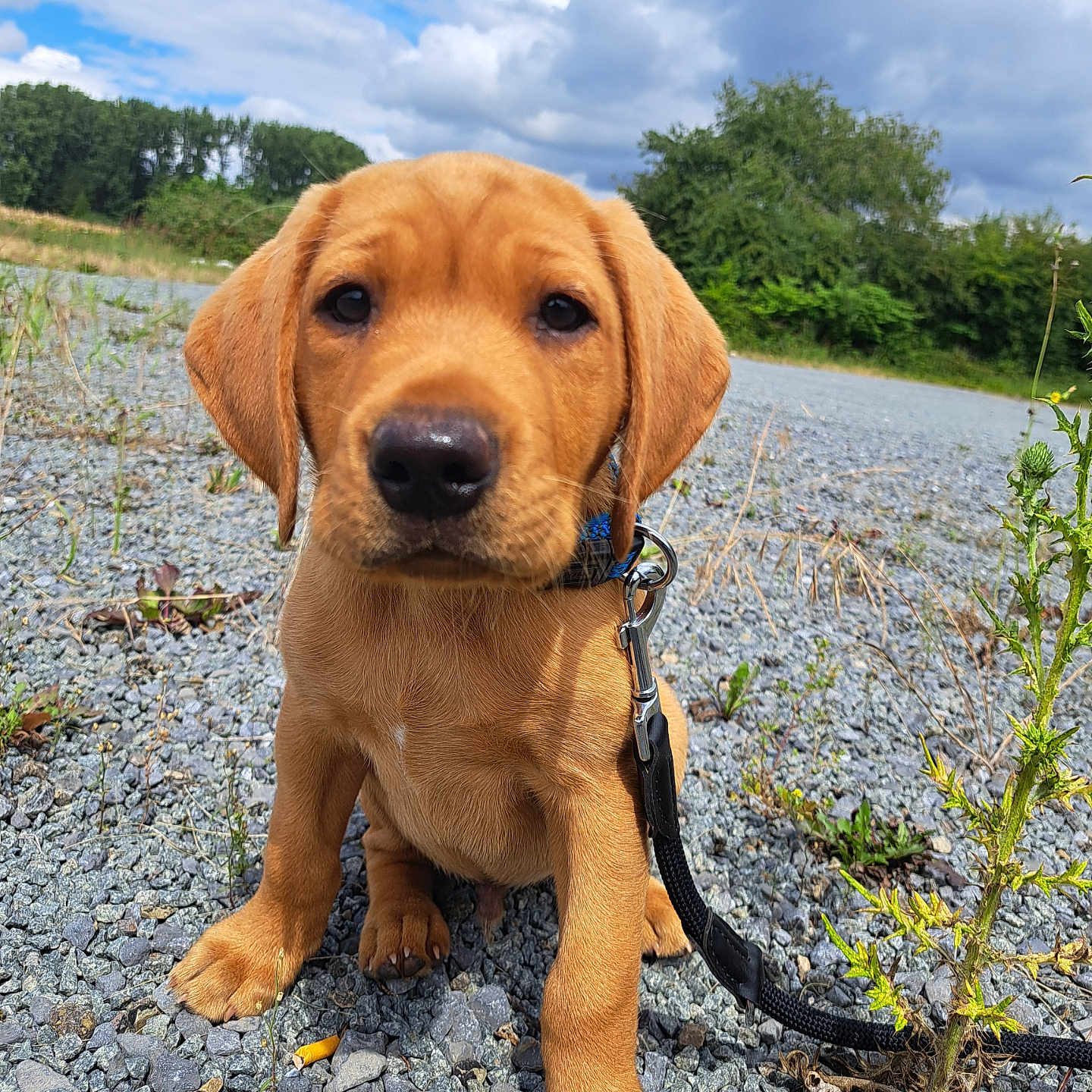 Aïko participe au concours pour gagner de l'argent avec cette photo : animal, brown, canine, closeup, clouds, cute, daytime, dog, grass, greenery, leash, nature, outdoor, pet, portrait, puppy, rocks, sitting, sky, young