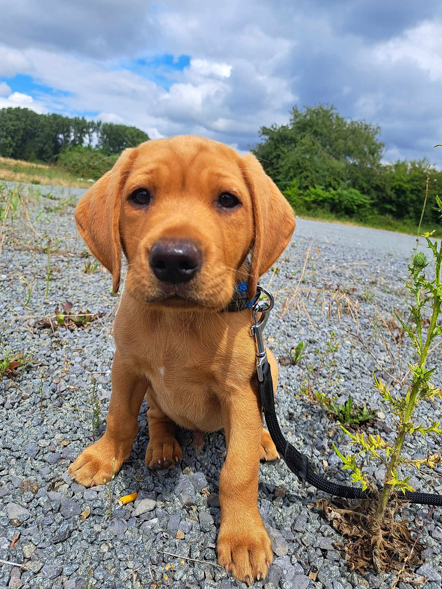 Aïko participe au concours pour gagner de l'argent avec cette photo : puppy, dog, leash, outdoor, rocks, grass, nature, sky, clouds, greenery, closeup, pet, young, brown, canine, sitting, cute, animal, portrait, daytime