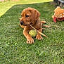 Aïko a rejoint le concours — aidez-le/la à gagner de superbes lots ! puppy, dog, grass, stick, tennis_ball, toy, playful, outdoor, young_dog, brown_dog, pet, animal, nature, lawn, cute, chewing, relaxed, sunlight, daytime, companion