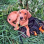 Aïko participe au concours pour gagner de l'argent avec cette photo : puppy, dog, grass, outdoor, greenery, leaves, vest, black, orange, young, animal, pet, nature, cute, canine, sitting, curious, eyes, fur, leash