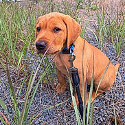 Aïko participe au concours pour gagner de l'argent avec cette photo : puppy, dog, grass, outdoor, collar, leash, gravel, animal, young, pet, nature, brown, cute, sitting, closeup, canine, fur, field, adorable, portrait