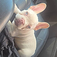 Prince is registered to the contest to win money with this photo: dog, puppy, french_bulldog, car, car_interior, leather_seat, black, seat, ear, wrinkles, pet, cute, animal, domestic_animal, looking_up, sitting, sunlight, soft_light, curious, close_up