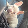 dog, puppy, french_bulldog, car, car_interior, leather_seat, black, seat, ear, wrinkles, pet, cute, animal, domestic_animal, looking_up, sitting, sunlight, soft_light, curious, close_up