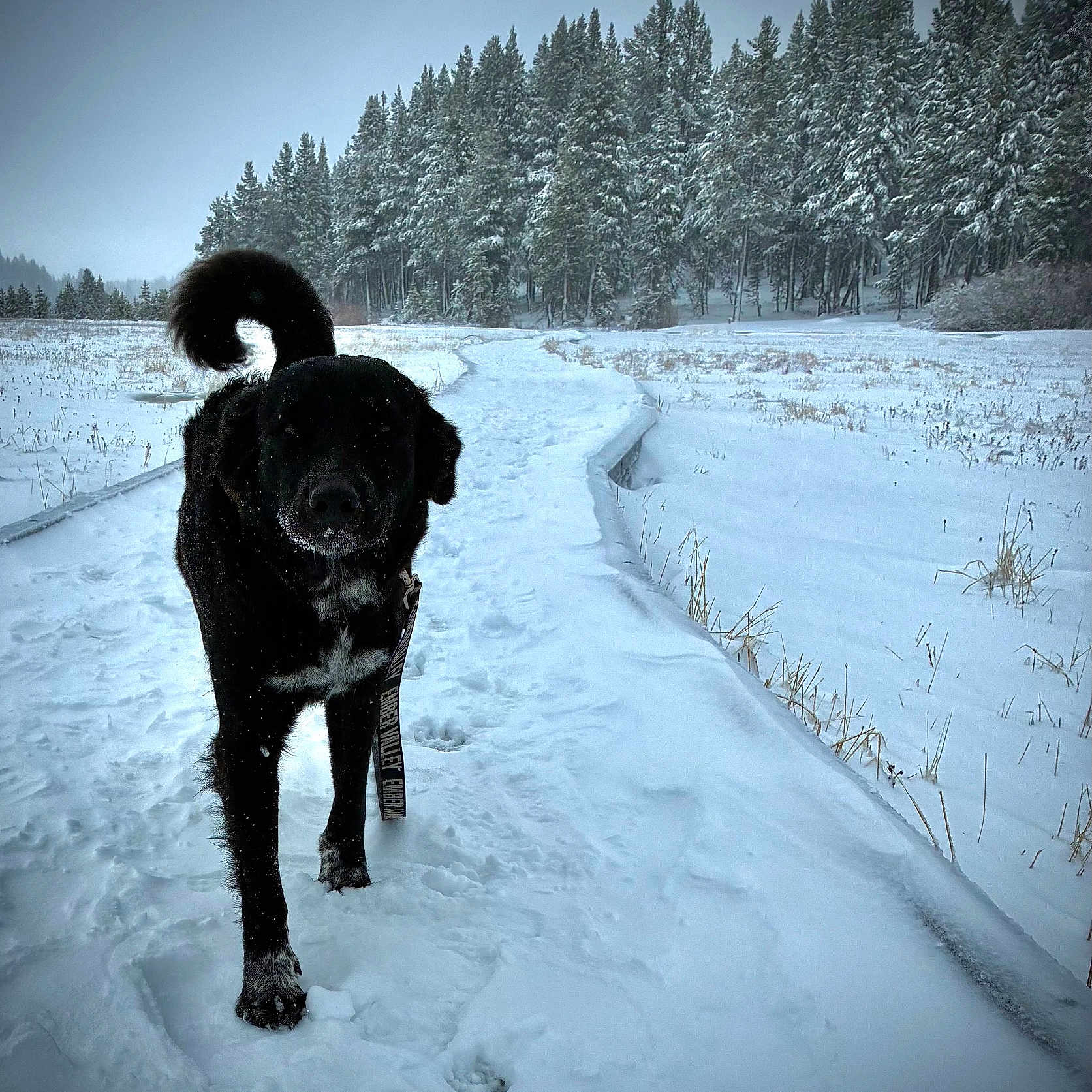 Ivy joined the competition — help win amazing prizes! dog, black_dog, snow, winter, forest, path, trees, outdoor, animal, cold, nature, walking, canine, snowy_path, landscape, snow_covered, pet, fur, winter_climate, leash