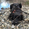dog, black_dog, outdoor, riverbank, rocks, twigs, nature, animal, pet, lying_down, calm, curious, closeup, canine, water, landscape, forest, wildlife, daytime, resting