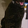 Mario Kingston is registered to the contest to win money with this photo: dog, poodle, black_dog, pet, indoor, floor, collar, fur, sitting, animal, tongue_out, cute, friendly, canine, domestic_animal, looking, alert, household, tile_floor, companion
