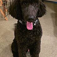 Mario Kingston joined the competition — help win amazing prizes! dog, poodle, black_dog, pet, indoor, floor, tongue_out, animal, cute, fur, canine, sitting, collar, crate, happy, domestic, friendly, companion, looking_up, curly_fur