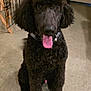 dog, poodle, black_dog, pet, indoor, floor, tongue_out, animal, cute, fur, canine, sitting, collar, crate, happy, domestic, friendly, companion, looking_up, curly_fur
