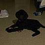 Mario Kingston is registered to the contest to win money with this photo: dog, black_dog, bone, floor, tile_floor, toy, dog_bowl, indoor, pet, animal, curly_fur, lying_down, dark, shadow, collar, chew_toy, quiet, resting, home, flooring