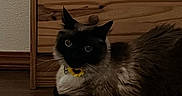 Thana is registered to the contest to win money with this photo: cat, fluffy, indoor, wooden_floor, wooden_dresser, pet, animal, collar, flower, feline, dark_face, relaxed, resting, cute, domestic, whiskers, ears, eyes, fur, home