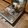 Thana is registered to the contest to win money with this photo: cat, dishwasher, kitchen, wooden_floor, cabinet, pet, animal, curious, indoor, appliance, open_door, flooring, household, feline, domestic_animal, cleaning, metal_surface, home, curled_up, quiet