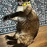 Thana is registered to the contest to win money with this photo: cat, siamese, yawning, collar, yellow_collar, fluffy, pet, animal, lying_down, indoor, rug, floral_pattern, wooden_floor, fur, whiskers, paw, tail, relaxed, cute, domestic