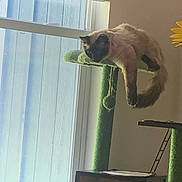 Thana is registered to the contest to win money with this photo: cat, siamese_cat, cat_tree, indoor, window, relaxed, pet, animal, feline, perch, green, light, cozy, home, blinds, looking, resting, tail, fur, domestic_animal