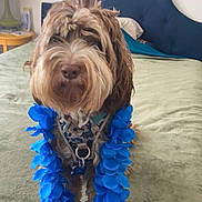 Taz joined the competition — help win amazing prizes! animal, bed, blue_flower_lei, canine, collar, cute, decor, dog, fur, furniture, green_bedspread, headboard, indoor, lamp, leisure, pet, pillow, portrait, room, standing