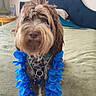 dog, bed, blue_flower_lei, green_bedspread, headboard, indoor, pet, fur, cute, animal, canine, standing, decor, lamp, pillow, collar, room, furniture, portrait, leisure