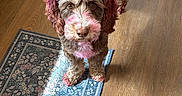 Taz joined the competition — help win amazing prizes! dog, pet, indoor, wooden_floor, rug, colorful_fur, purple_dye, pink_dye, curious, looking_up, fluffy, small_dog, canine, domestic_animal, fur_pattern, flooring, home, animal, mammal, portrait