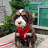 puppy, dog, red_harness, leash, outdoor, tree, evergreen, christmas_lights, decorations, cute, fluffy, pet, animal, young_dog, sidewalk, building, windows, greenery, holiday, winter