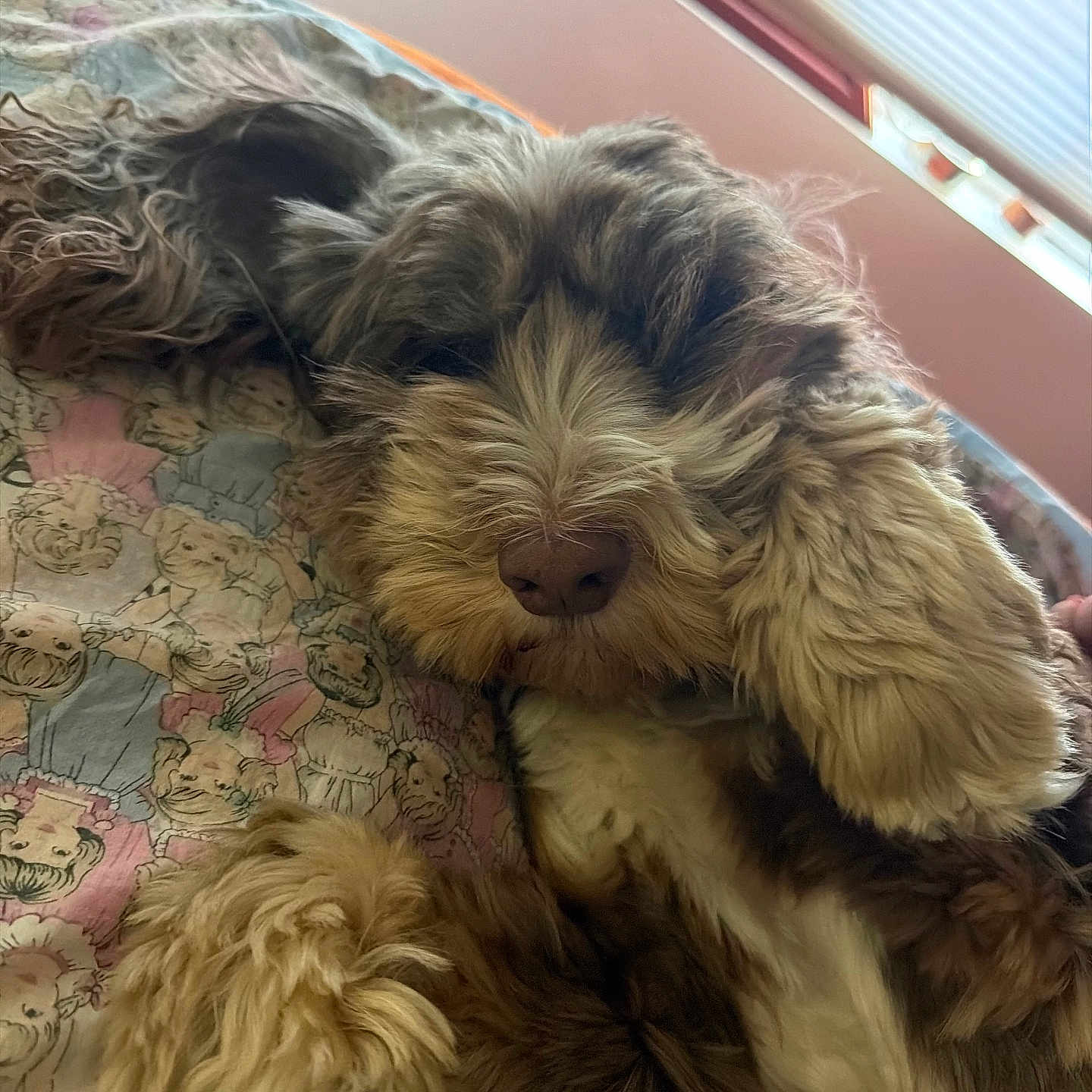 Taz