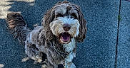 Taz joined the competition — help win amazing prizes! canine, collar, curly_fur, cute, daylight, dog, domestic_animal, fur, happy, leash, outdoor, pavement, pet, shadow, sidewalk, smiling, street, sunlight, tongue_out, walking
