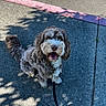 dog, pet, leash, sidewalk, curly_fur, happy, smiling, outdoor, sunlight, shadow, street, canine, cute, domestic_animal, walking, tongue_out, fur, collar, daylight, pavement