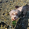 dog, wet_fur, rocky_shore, seaweed, pebbles, sunlight, outdoor, animal, canine, curious, nature, water, shadow, beach, coast, pet, fur, daylight, looking_up, scruffy