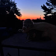 Miyu participe au concours pour gagner de l'argent avec cette photo : animal, colorful_sky, cute, dark, evening, fingers, fuzzy, hand, holding, kitten, nature, outdoor, peaceful, pet, silhouette, sky, small, sunset, trees, twilight
