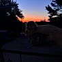 animal, colorful_sky, cute, dark, evening, fingers, fuzzy, hand, holding, kitten, nature, outdoor, peaceful, pet, silhouette, sky, small, sunset, trees, twilight