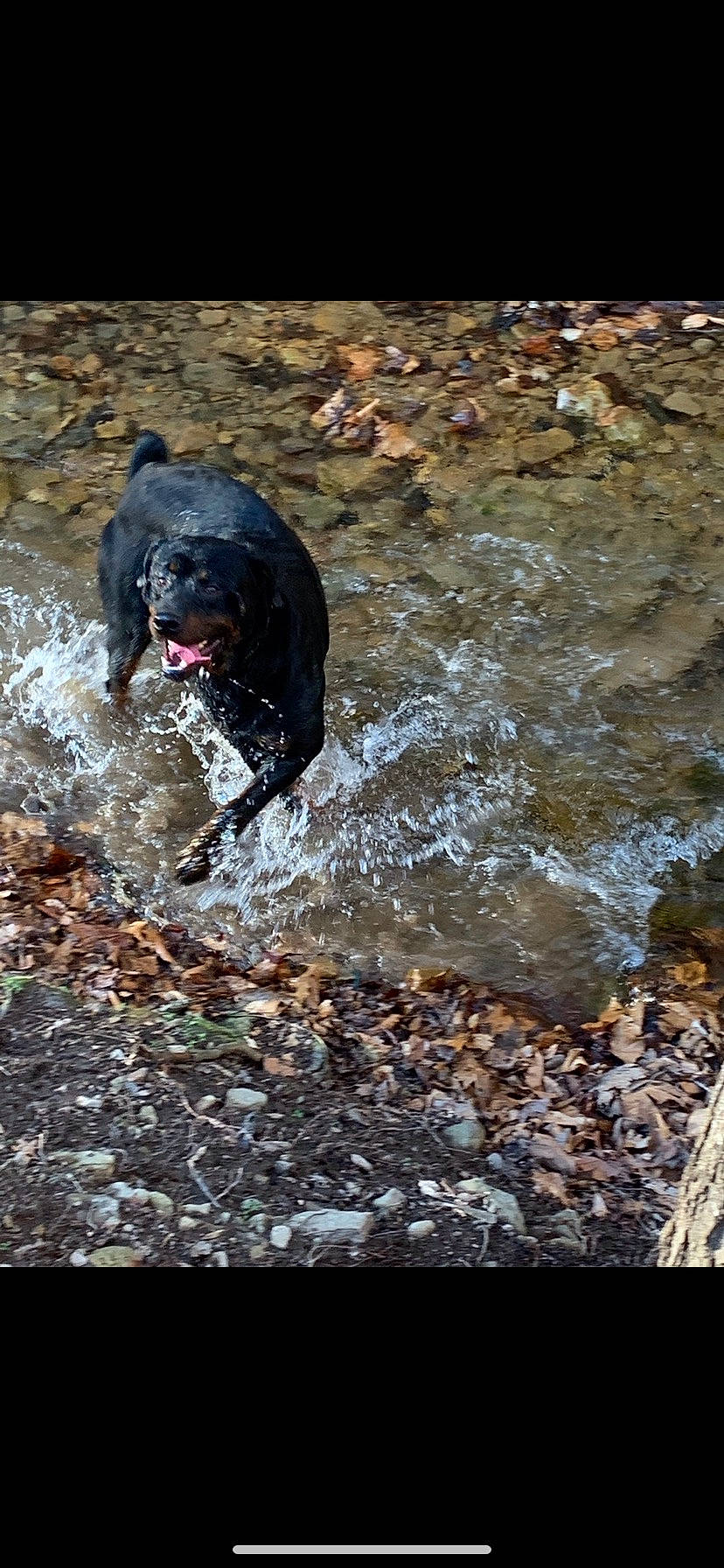 Roman joined the competition — help win amazing prizes! carnivore, dog, dog_breed, dog_collar, guard_dog, gun_dog, hunting_dog, lake, liquid, non_sporting_group, personal_protective_equipment, recreation, retriever, rock, soil, sporting_group, tail, water, working_animal, working_dog