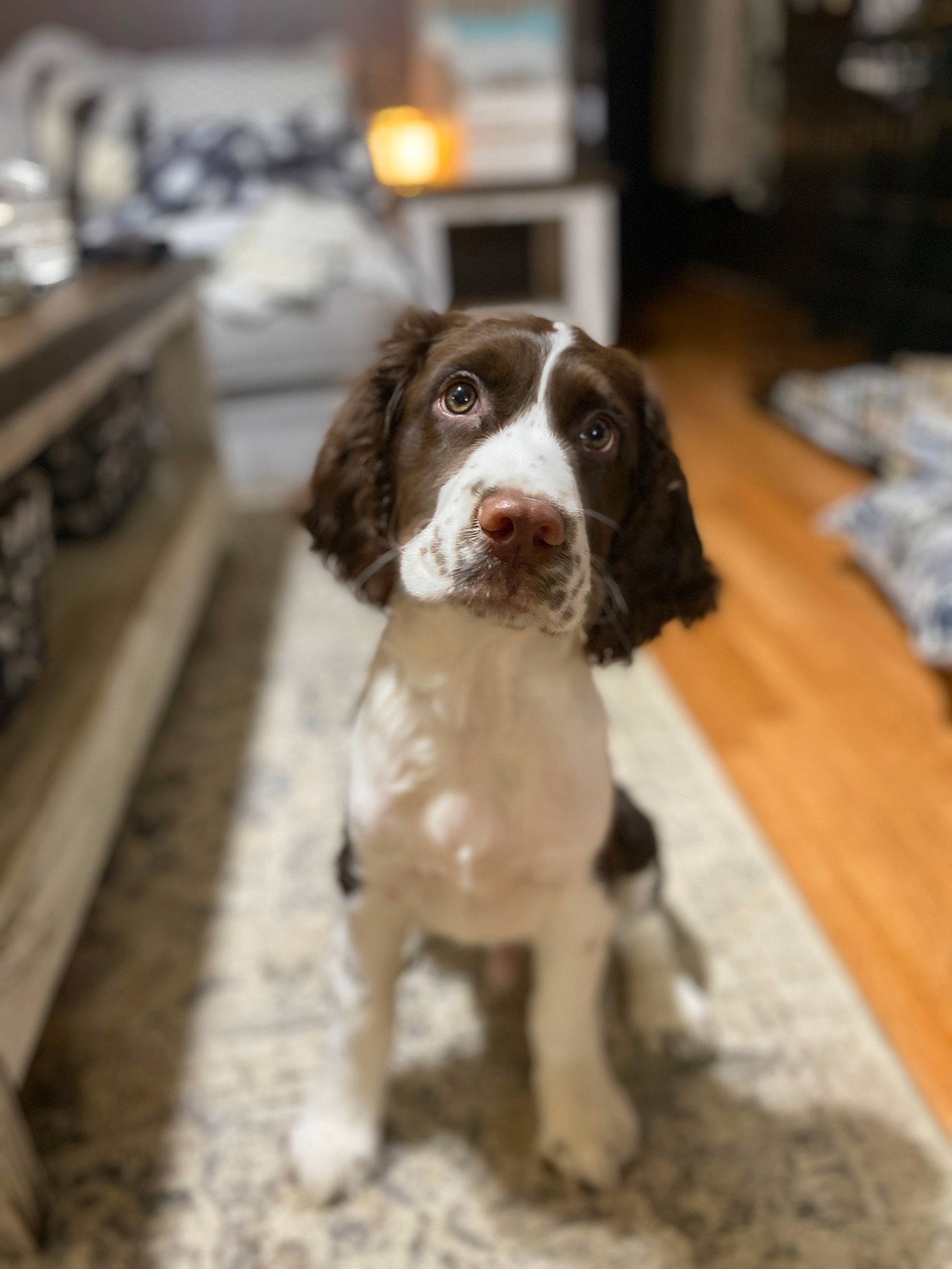 Bennett is registered to the contest to win money with this photo: biting, bored, canidae, carnivore, companion_dog, dog, dog_breed, door, flooring, fur, gun_dog, hardwood, liver, non_sporting_group, spaniel, sporting_group, tail, wood, working_animal, working_dog