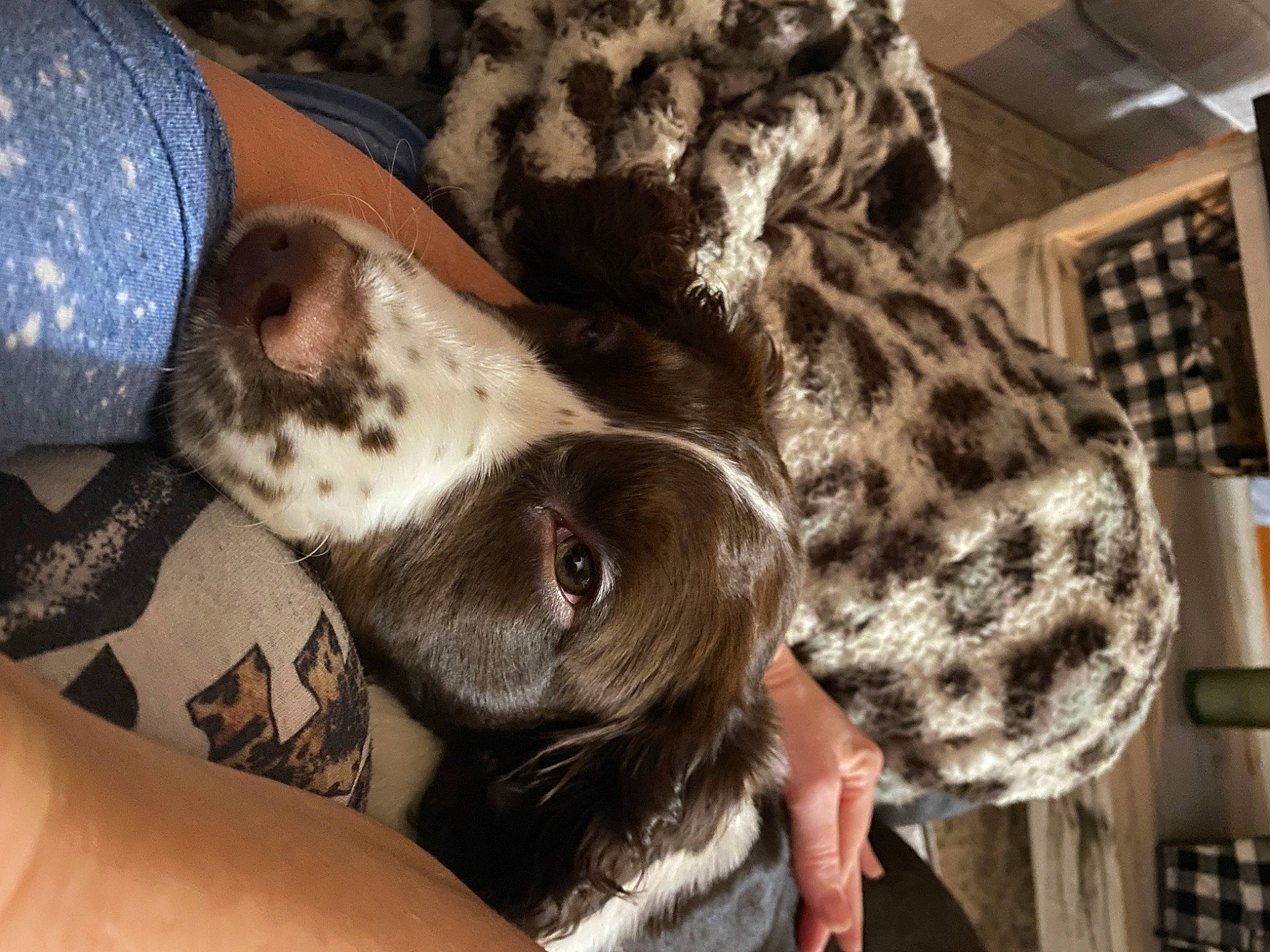 Bennett is registered to the contest to win money with this photo: canidae, carnivore, companion_dog, dog, dog_breed, ear, fawn, fur, liver, military_camouflage, pattern, paw, snout, sporting_group, terrestrial_animal, whiskers, working_animal